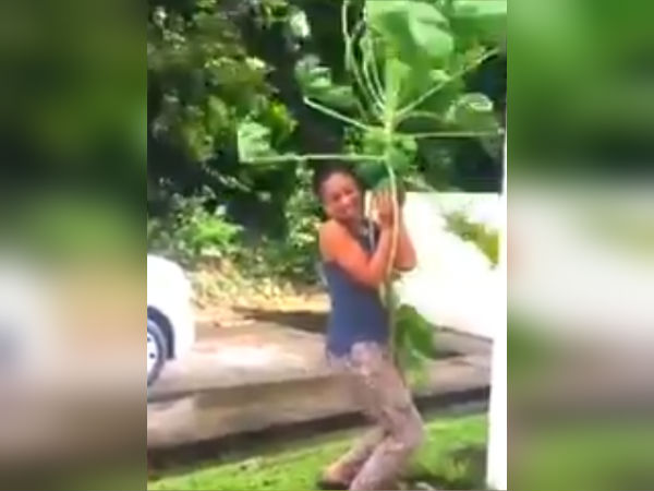 Japanese woman tries to save Papaya tree from Typhoon Japanese woman tries to save Papaya tree from Typhoon