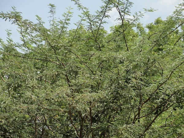 Karuvela trees occupying in lands Karuvela trees occupying in lands