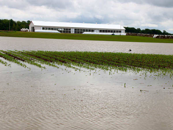 1000 acres of crops drown in rain water in Sirkazhi 1000 acres of crops drown in rain water in Sirkazhi