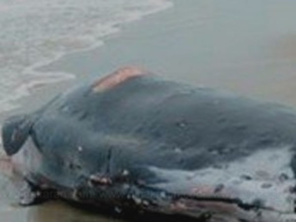 In Thiruchendur seaside a dead whale found In Thiruchendur seaside a dead whale found