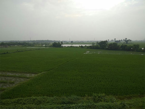 பச்சை போர்த்திய வயல்கள்