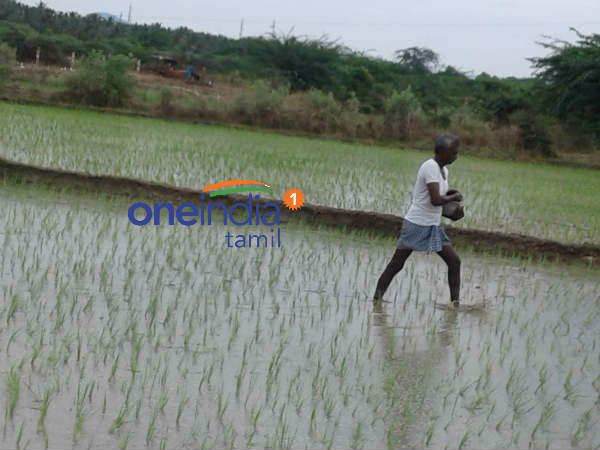 தலையெடுத்த விவசாயம்