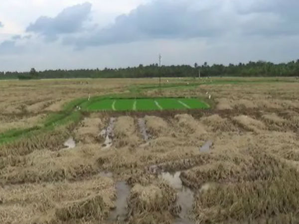 சம்பா பயிர்களுக்கு ஆபத்து