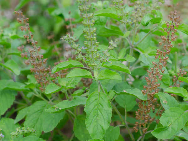 மிளகு சீரகம்