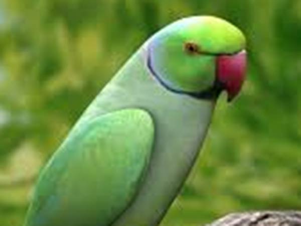 போலீசிடம் விளையாடிய கிளி