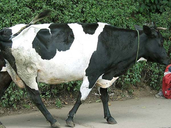 பிரச்சனை விஸ்வரூபம் எடுத்தது