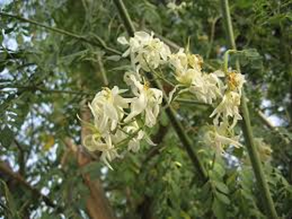 காய்களும் நஞ்சானது