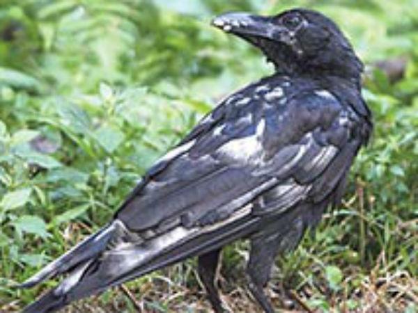 கருப்பு டூ வெள்ளை