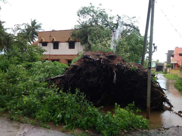 100 ஆண்டுகள் பழமையான மரம்