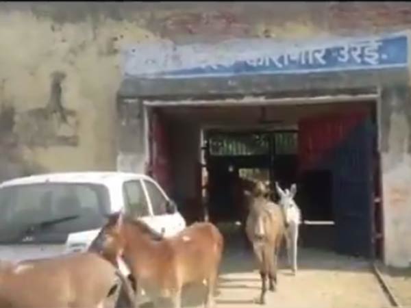8 Donkeys spend 4 days in UP Jail
