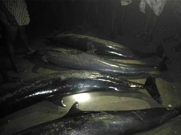 Four Dolphins died in More than 20 secluded in tuticorin Beach forest officers Inspecting Four Dolphins died in More than 20 secluded in tuticorin Beach forest officers Inspecting