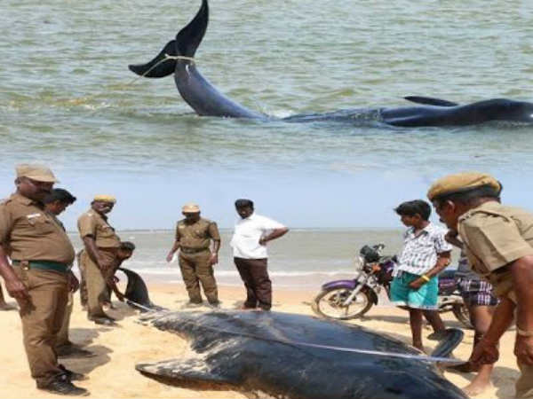 Dolphins secluded near Thiruchendur sea shore Dolphins secluded near Thiruchendur sea shore