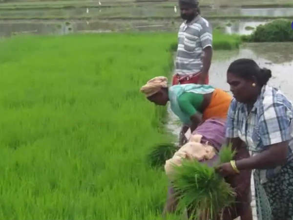 One india tamil reader Thangamani has written a poem on rain One india tamil reader Thangamani has written a poem on rain