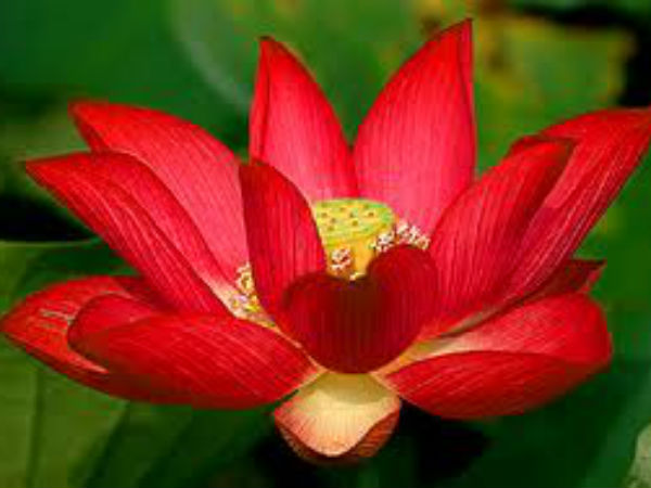 Lotus is not India's national flower, RTI says Lotus is not India's national flower, RTI says