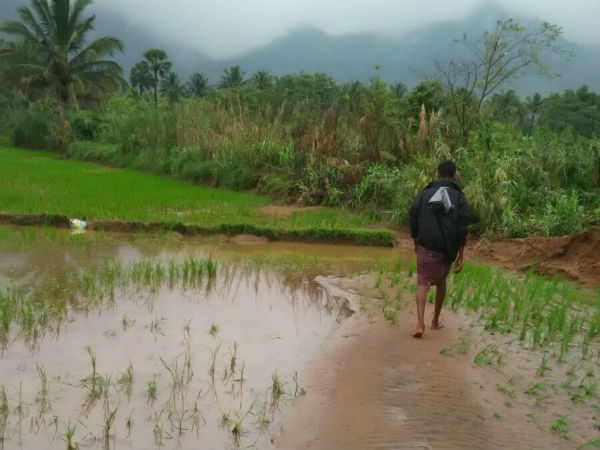 Rain loss Cauvery delta region,Farmers fear Rain loss Cauvery delta region,Farmers fear