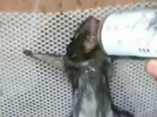 A man in China has force-fed alcohol to rat and killed it A man in China has force-fed alcohol to rat and killed it