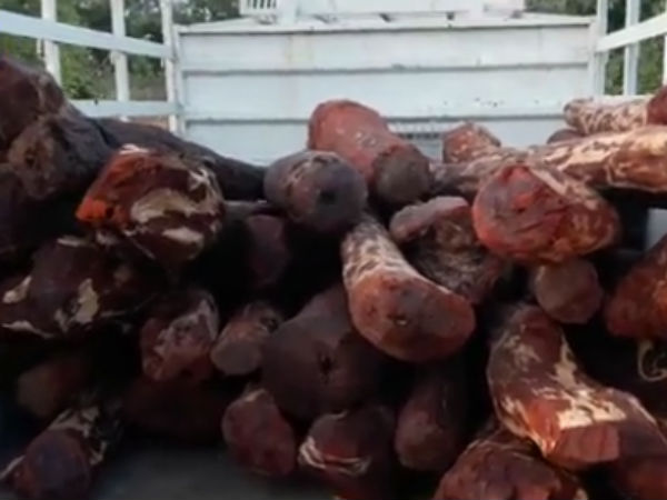 AP Warns over Red Sandalwood Smugglers AP Warns over Red Sandalwood Smugglers