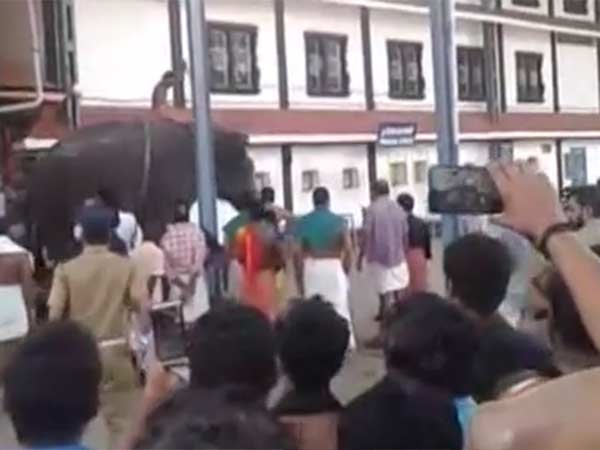 மிரண்டு ஒடிய யானைகள்
