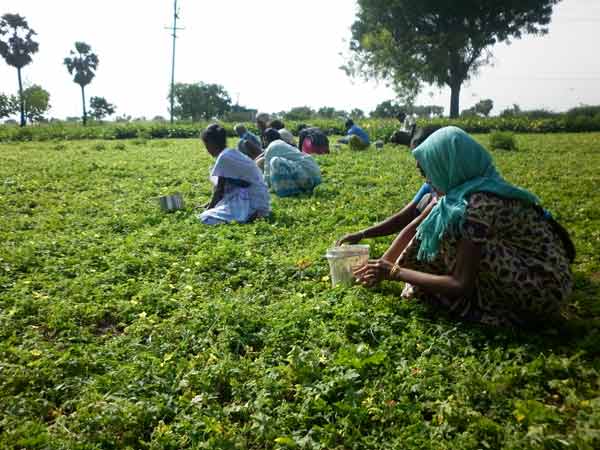 Thirunelveli redchilli farmers were struggling for farming because of lack of water Thirunelveli redchilli farmers were struggling for farming because of lack of water