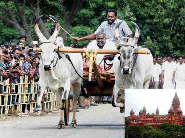 Chennai High Court orders on Rekla Race ban in Tamilnadu Chennai High Court orders on Rekla Race ban in Tamilnadu