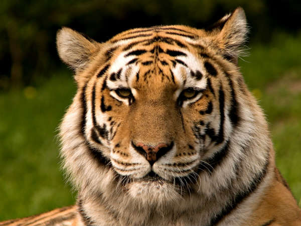 Students been Trained to participate in tiger senses Students been Trained to participate in tiger senses