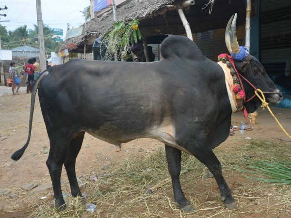 காளைகளுக்கு மருத்துவ பரிசோதனை
