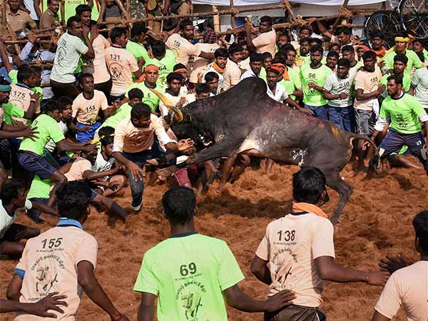 ஜனவரியில் ஜல்லிக்கட்டு