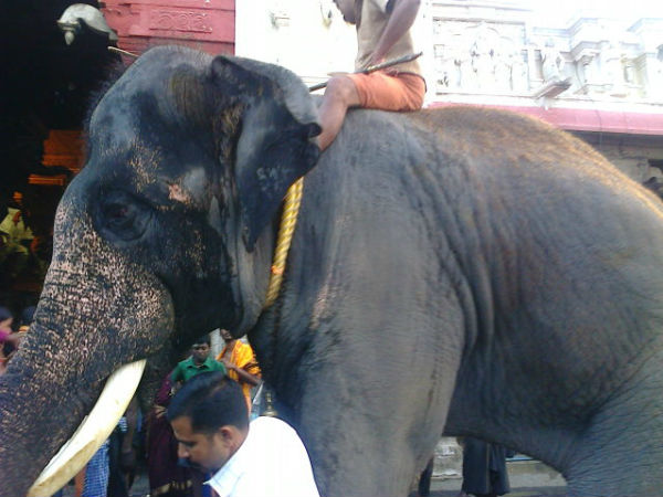குஷியில் யானைகள்