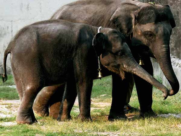 மருத்துவ சிகிச்சைகள்