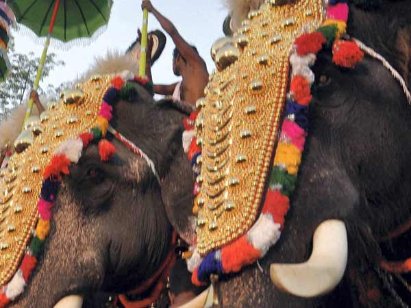 அலங்கரிக்கப்பட்ட யானைகள்