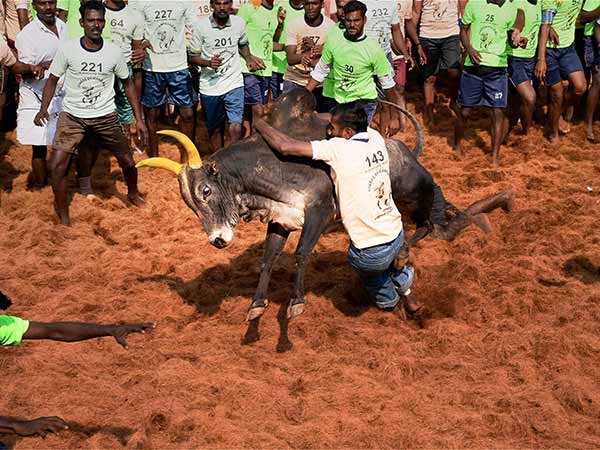 ஜல்லிக்கட்டு நேரம் நீட்டிப்பு