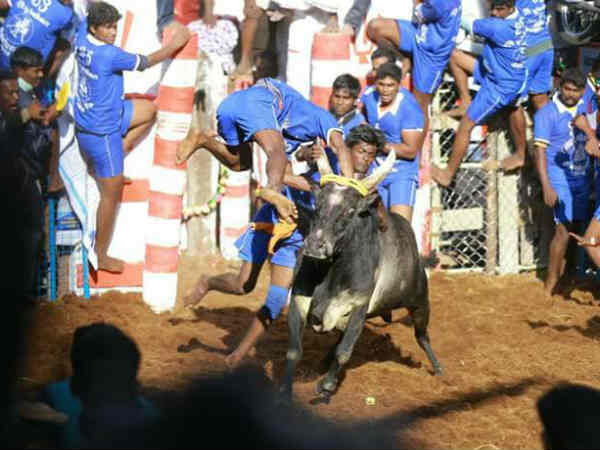 avanijallikattu avanijallikattu