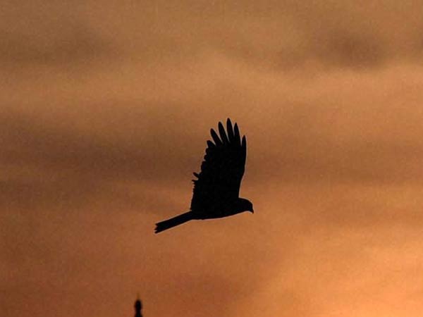 A Reader's poem on Anti- Tamils A Reader's poem on Anti- Tamils