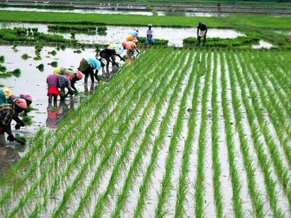 விவசாயதுறை வளர்ச்சி