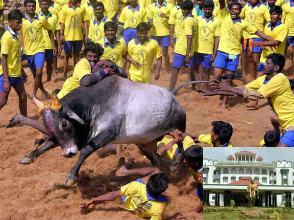 People arranging Jallikattu without Official Permission can be punished orders Madurai HC People arranging Jallikattu without Official Permission can be punished orders Madurai HC