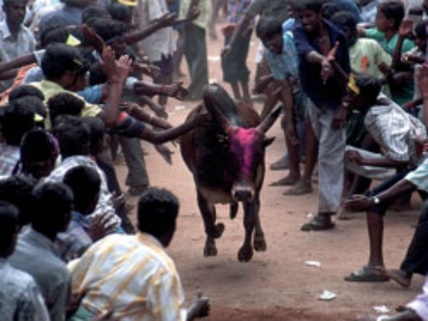Jallikattu in Coimbatore for first time Jallikattu in Coimbatore for first time
