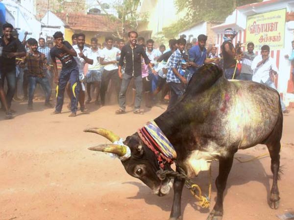 Avanyapuram Jallikattu commences tomorrow Avanyapuram Jallikattu commences tomorrow