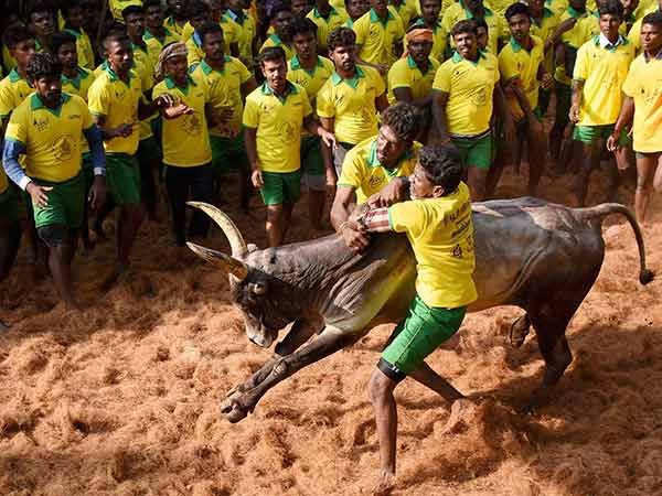 AWBI wrote letter to tamilnadu government to follow the new rules for jallikattu AWBI wrote letter to tamilnadu government to follow the new rules for jallikattu