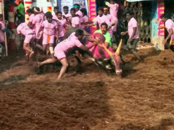 Alanganallur Jallikattu competition begins Alanganallur Jallikattu competition begins