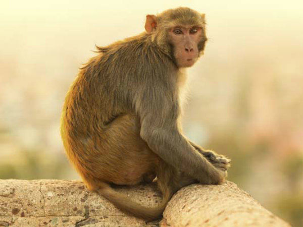 அரக்கோணத்தை சேர்ந்தவர்
