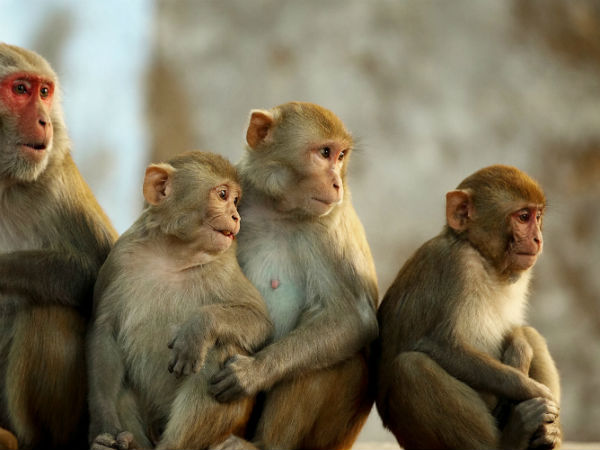 பழங்களுக்காக பாய்ந்த குரங்குகள்