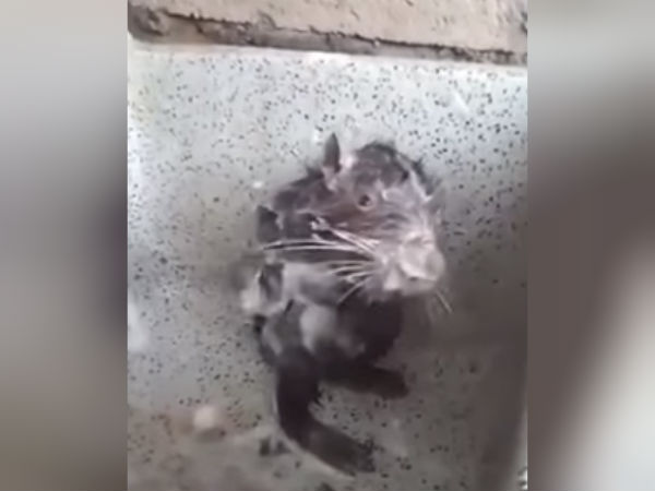 வைரலாகும் வீடியோ