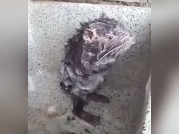 குளித்த எலி