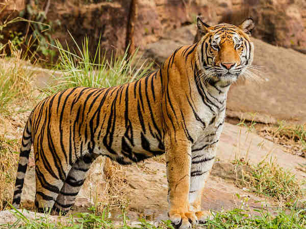 Website opened for Thirunelveli tiger sanctuary Website opened for Thirunelveli tiger sanctuary