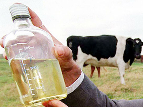 Soon UP Government to sell Packaged Cow Urine as Health Drink Soon UP Government to sell Packaged Cow Urine as Health Drink
