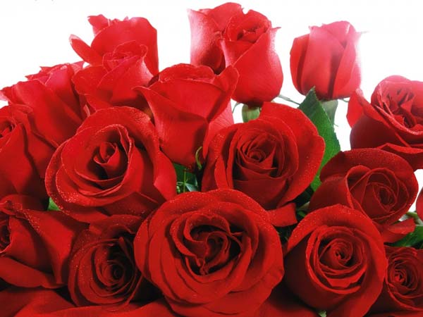 Rose Price Has Increased Due To Valentines Day Rose Price Has Increased Due To Valentines Day