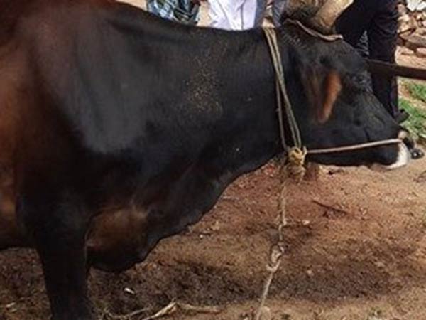 புரட்சிகர திட்டங்கள்