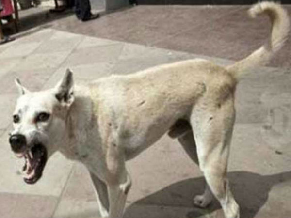 dogs bit 7 people in krishnagiri dogs bit 7 people in krishnagiri