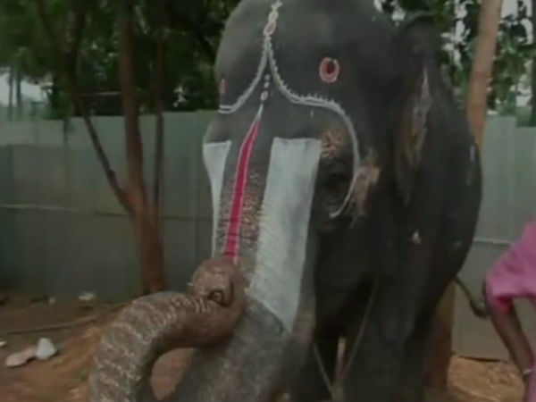 யானைகள் வருகை