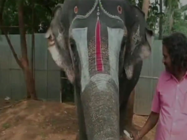 யானைகள்